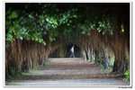 葵荷,_022