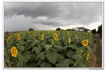 葵荷,_025
