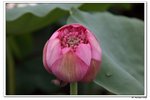 葵荷,_063