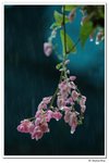 葵荷,_067