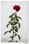 葵荷,_068