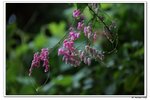 葵荷,_071
