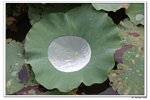 葵荷,_099