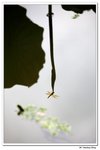 葵荷,_101