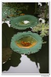 葵荷,_102