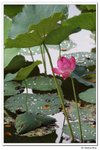 葵荷,_103