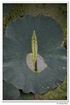 葵荷,_106