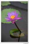 葵荷,_110