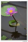 葵荷,_111