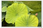 葵荷,_147
