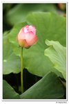 葵荷,_161