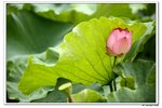 葵荷,_168