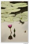 葵荷,_179