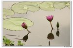 葵荷,_180