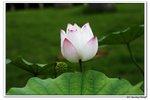 葵荷,_461