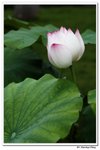 葵荷,_462