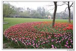 C西湖太子灣,茶園_214