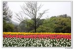 C西湖太子灣,茶園_262