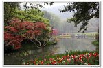 C西湖太子灣,茶園_281