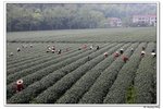 C西湖太子灣,茶園_327