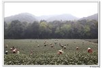 C西湖太子灣,茶園_333