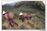 C西湖太子灣,茶園_366