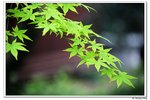 H黿頭渚景區_015
