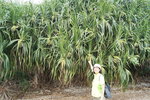 馬屎洲_058