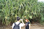 馬屎洲_059