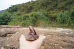 馬屎洲_118
