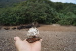 馬屎洲_123