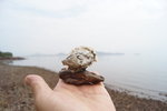 馬屎洲_124