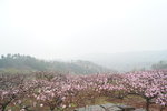 sy_486