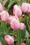 sy_544