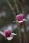 sy_551