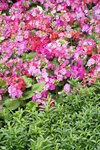 sy_587