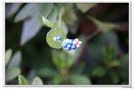 DPP_0321