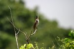 IMG_0177_resize