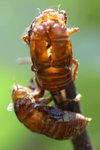 IMG_0181_resize
