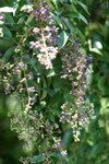 IMG_0296_resize