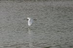 IMG_0333_resize
