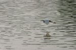 IMG_0334_resize
