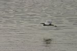 IMG_0335_resize