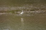 IMG_0338_resize