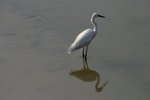 IMG_0388_resize