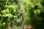 IMG_9041_resize