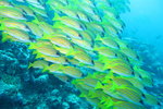 花鳥魚蟲 (81)