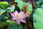 佰萬葵園荷花 (102)
