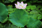佰萬葵園荷花 (104)