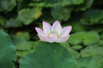佰萬葵園荷花 (105)